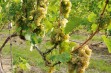 Seyval Blanc – niezawodna odmiana winorośli