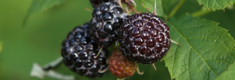 Black Jewel – deserowa odmiana czarnej maliny