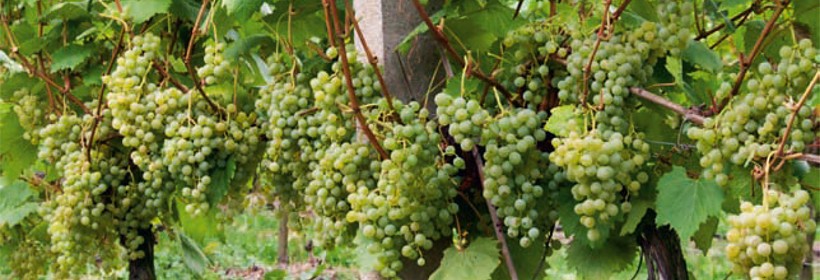 Sibera – odmiana winorośli na białe wino