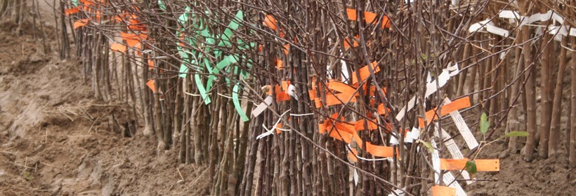 Zrazy/oczka jabłoni - 33 tydzień 2018 r.