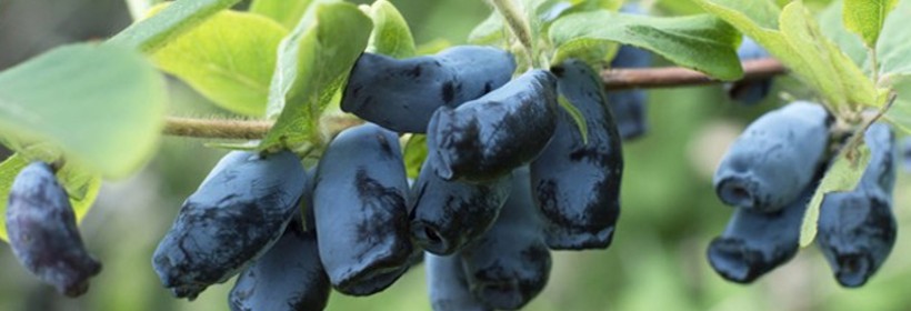 Nimfa – jagoda kamczacka o aromatycznych owocach