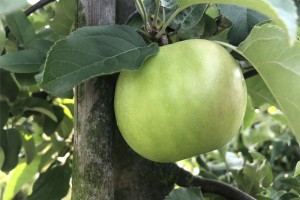 Chopin - odmiana jabłoni