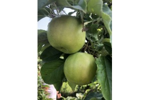 Chopin - odmiana jabłoni