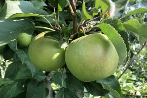 Chopin - odmiana jabłoni