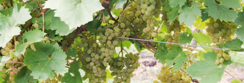 Serena – obficie plonująca odmiana winorośli
