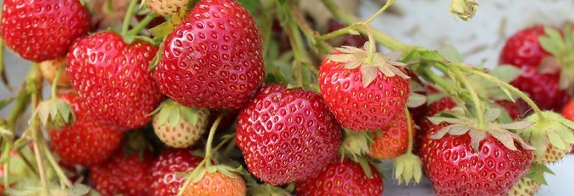 Nowe amerykańskie odmiany truskawki i maliny
