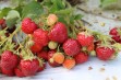 Nowe amerykańskie odmiany truskawki i maliny