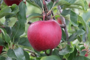 Odmiana jabłoni - Galaval®