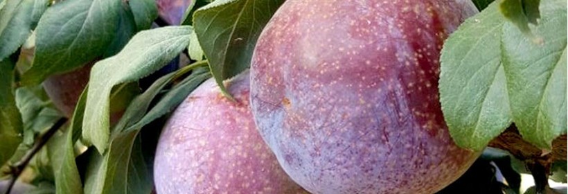 Sweet Pekeetah &ndash; nowa, obiecująca azjatycka odmiana śliwy 
