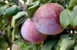 Sweet Pekeetah &ndash; nowa, obiecująca azjatycka odmiana śliwy 