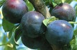 Black Amber – śliwa japońska o czarnych owocach 
