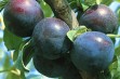Black Amber &ndash; śliwa japońska o czarnych owocach 