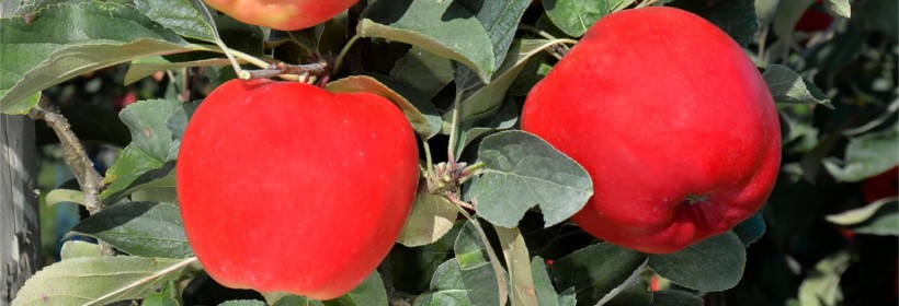 HC2-1 – nowa francuska odmiana jabłoni 