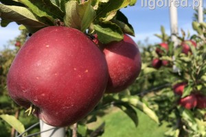 Odmiana jabłoni - Ligol Red