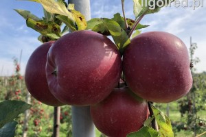 Odmiana jabłoni - Ligol Red