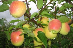 Odmiana jabłoni - Golden Parsi Da Rosa®