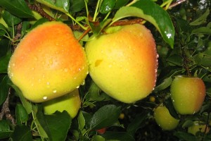 Odmiana jabłoni - Golden Parsi Da Rosa®