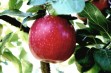 Cosmic Crisp® - nowa obiecująca odmiana jabłoni