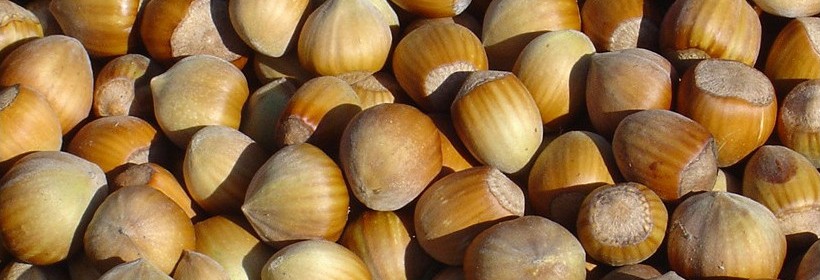 Drzewka owocowe - orzech, leszczyna - 41 tydzień 2018 r.