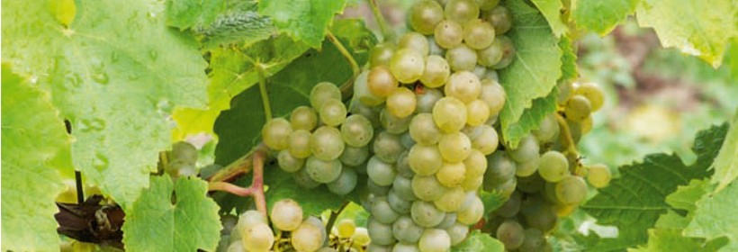 Saphira – odmiana winorośli na wysokiej jakości białe wino