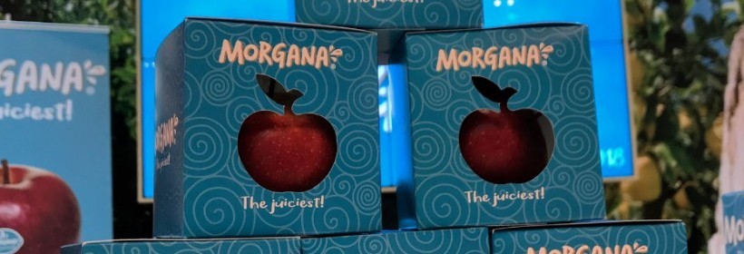 Morgana – najbardziej soczyste jabłko wszech czasów