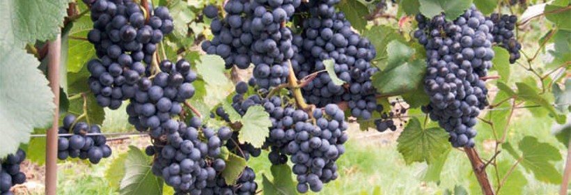 Rondo &ndash; odmiana winorośli na wysokiej jakości czerwone wino