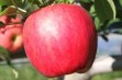 Autumn Glory® – jabłko o cynamonowym-karmelowym posmaku