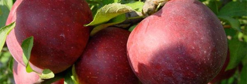 Empire – obficie owocująca odmiana jabłoni