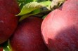 Empire – obficie owocująca odmiana jabłoni