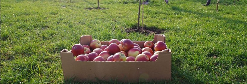Stare odmiany jabłoni na warszawskich podwórkach 