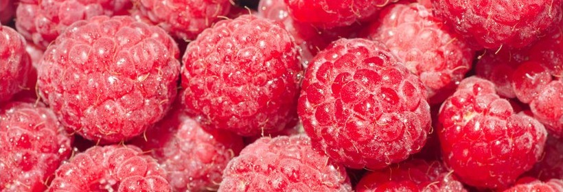 Primeberry ® Sugana – malina powtarzająca owocowanie