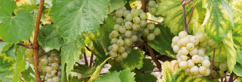 Riesling &ndash; odmiana przerobowa na białe wino