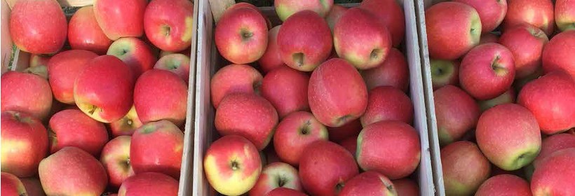 Tessa &ndash; nowa marka jabłek