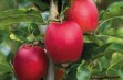 Tessa – nowa marka jabłek
