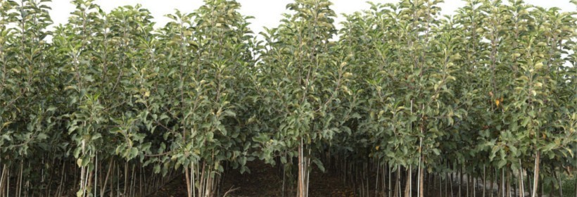 Drzewka owocowe - jabłonie - 47 tydzień 2018 r.