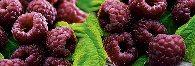 Glen Coe – malina o purpurowo-fioletowych owocach