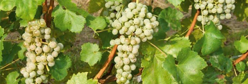 Nachodka – odmiana winorośli na białe wino wysokiej jakości