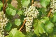 Nachodka – odmiana winorośli na białe wino wysokiej jakości