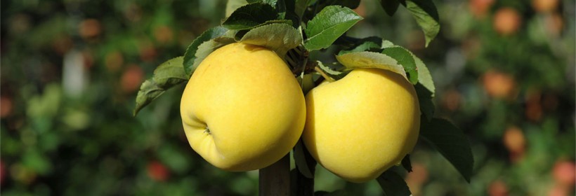 Yello® – egzotyczne, chrupiące i soczyste jabłko