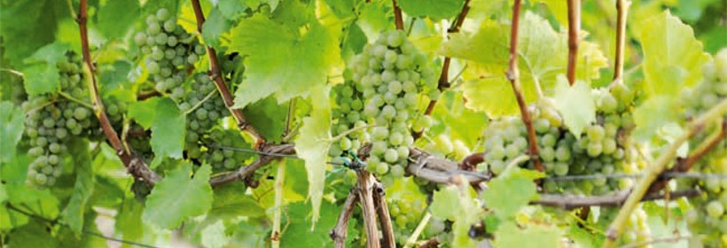 Muscaris – przerobowa odmiana winorośli na białe wino