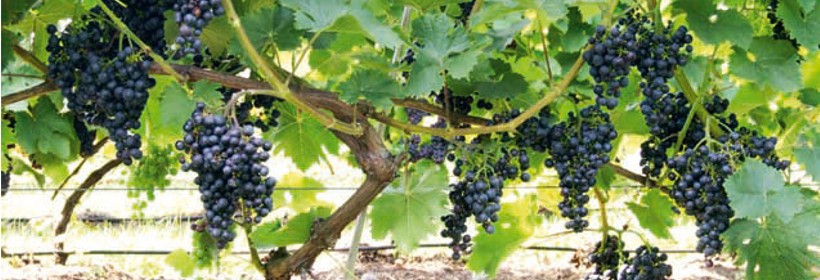 Monarch &ndash; przerobowa odmiana winorośli na czerwone wino