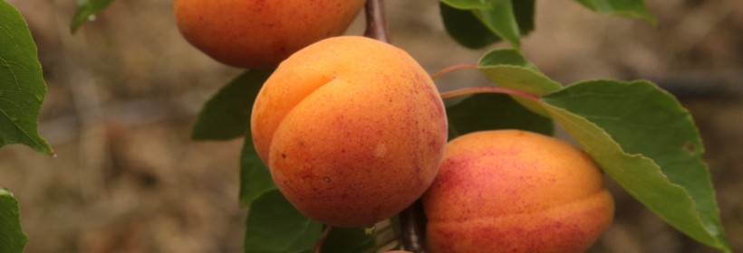 Early Orange – jedna z najbardziej popularnych odmian moreli 