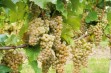 Merzling – odmiana winorośli na białe wino