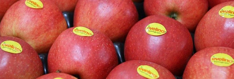 Evelina® - odmiana jabłoni do ekologicznej uprawy