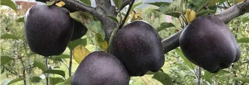 Black Diamond – czarne jabłka z Tybetu 