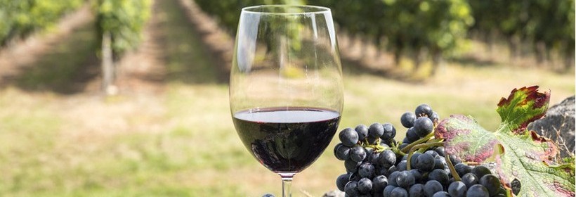 Marechal Foch – winorośl na czerwone wino o czereśniowym aromacie