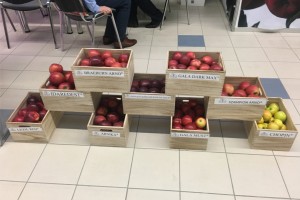 Gospodarstwo Szkółkarskie ARNO - odmiany