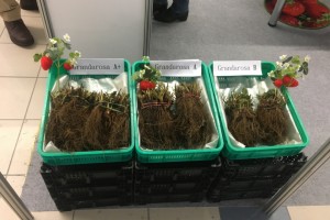 Agro-Trus - sadzonki truskawek