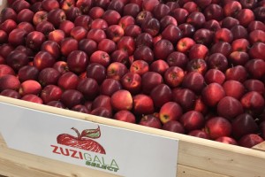 AJAPPLE - odmiana Zuzi Gala Select