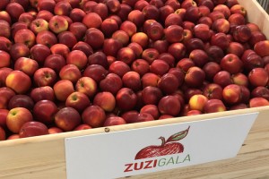AJAPPLE - odmiana Zuzi Gala